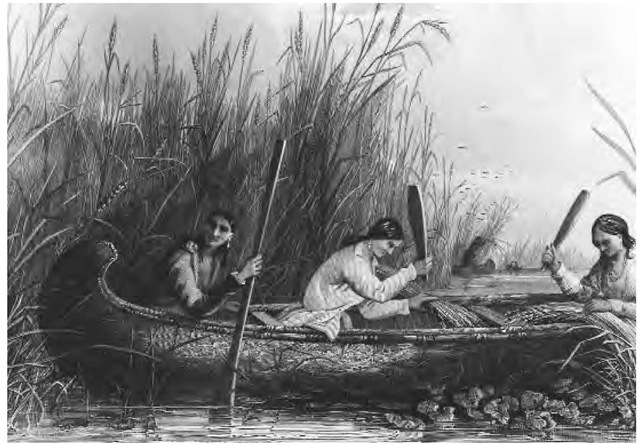 The southeastern Ojibwe, living in northern and southern Michigan and nearby Ontario, were hunters, fishers, gatherers, and gardeners as well as makers of maple sugar and, on occasion, users of wild rice. This nineteenth-century drawing by Seth Eastman depicts the Ojibwa harvesting wild rice. 