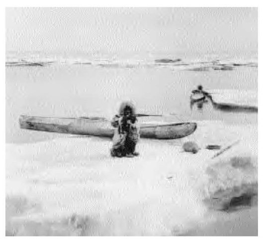 In the 1920s, the establishment of local trading posts brought items such as rifles, fish nets, steel traps, cloth, tea, and flour into circulation. With the prevalence of rifles, the Inuit, for the most part, gave up their harpoons for hunting seals.