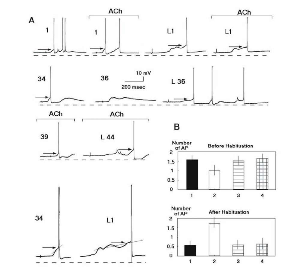 Cholinergic influences to the neuronal activities before and after elaboration of the neuronal analog of a habituation to repeated presentation of the stimulus. A - Representative intracellular recording of the activities of the identified neuron (Lpa3) during habituation. The numbers of the habitual stimuli (tactile: 1, 34, 36, 39) and the number of those habitual stimuli, which preceded the rare stimulus (light: L1, L36, L44), are indicated. Responses on the background of acetylcholine (ACh) are indicated by the line (current - 90 nA). Time interval between the responses in the first line (initial responses) was 5 min. Mean level of the membrane potential in the neuron was -61.2 mV. Dotted line indicates the level 65 mV. The arrows indicate thresholds. Responses 34 (simple case) and L1 (complex case) are magnified (X 2) and method of the threshold determination is presented (see paragraph 1.7). For the complex case, the tangent intersects the voltage trajectory near to the proposed point of inflection by as much as 5 points. Calibration, 10 mV, 200 ms. B A muscarinic nature of the cholinergic influences to the responses before (at the top) and after habituation (at the bottom). Ordinate: number of APs in the responses. Abscissa: 1 mean response to the tactile stimulus; 2 mean response to the tactile stimulus on the background of acetylcholine; 3 - mean response to the tactile stimulus on the background of muscarinic antagonist atropine; 4 - mean response to the tactile stimulus on the background of atropine and acetylcholine. 