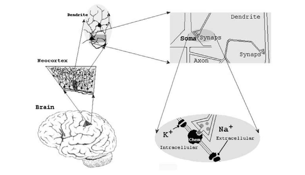 Schematic representation of brain structure in different scales: whole brain; part of neocortex; morphology of cortex neurons; structure of soma, dendrite, axon and synaptic connections; potential-dependent channels (K + ,Na+) and chemosen-sitive channel (Chem). 