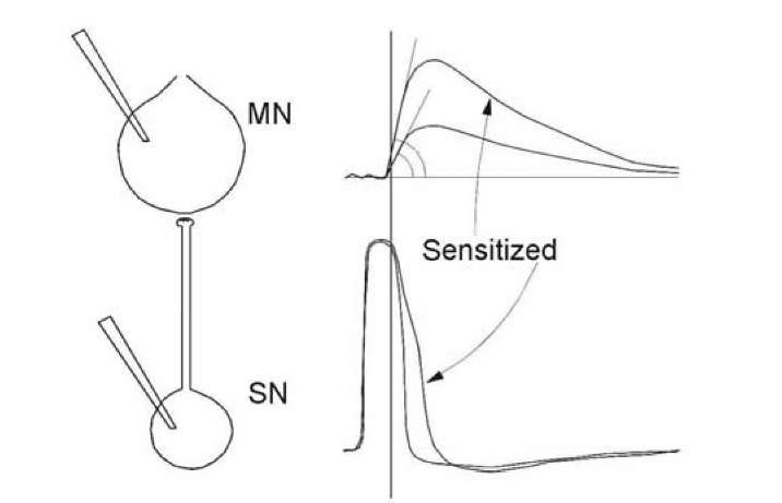 Correspondence between AP duration in the presynaptic neuron (SN) and EPSP in the postsynaptic target neuron (MN) (at the left). At the right, sen-sitization evokes AP broadening in the presynapse (bottom) and increase in EPSP slope in the postsynapse (top). Synaptic time delay is smaller than the AP duration and therefore a cause-and-effect connection between the back front of the AP and the EPSP slope and amplitude cannot be direct. 
