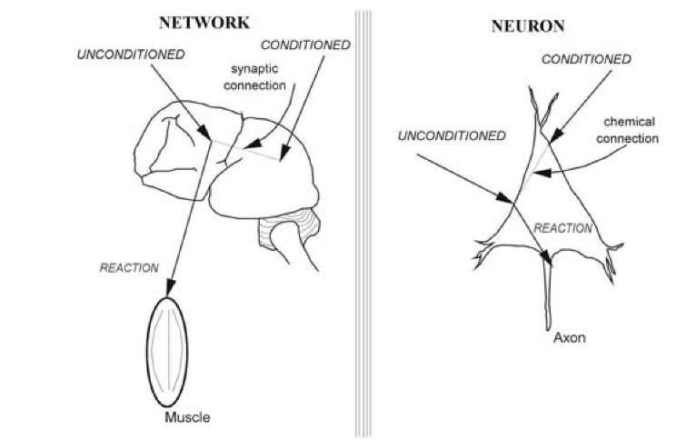 Two hypothetic mechanisms of memory: establishment of new connections in the space of brain (left) and formation of chemical specificity. Before learning, an unconditioned stimulus produced an output reaction (muscle contraction or action potential), while a conditioned stimulus does not evoke reaction. After learning, a conditioned stimulus began to produce an output reaction with the participation of a newly emerging bond (dotted lines). This bond is spatial in a network hypothesis and chemical in a neuronal hypothesis. 