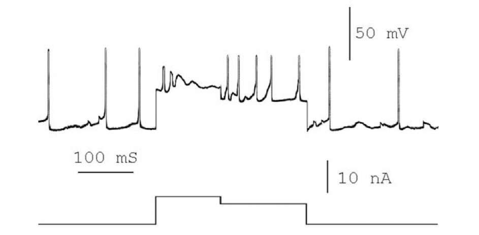 Paradoxical effect of decrease in excitatory current to intracellular activity of neuron of the parietal ganglion of Helix. The neuron was hyperdepolarized by the direct excitatory current and failed to generate spikes. Decrease the degree of the hyperdepolarization improved neuron's state and recovered its possibility to generate spikes. At the top, spontaneous neuronal activity and response to the direct current injection; at the bottom, value of depolarizing current. Calibrations in the figure. 