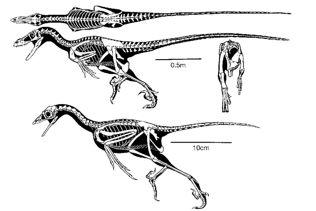 16. Top: Three diagrams of a Deinonychus skeleton. 
