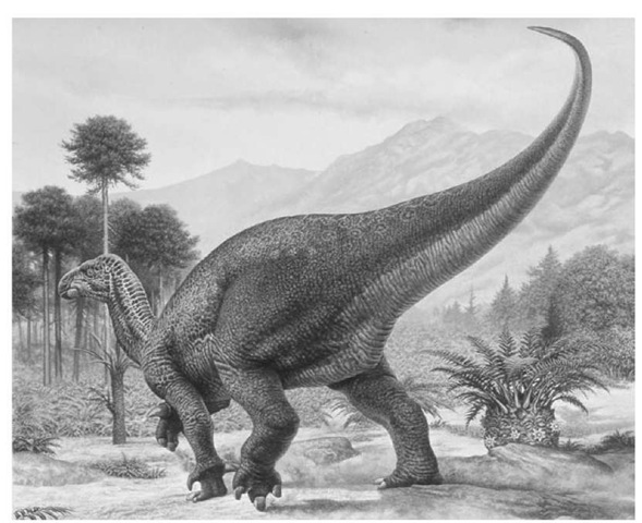 22. New reconstruction of Iguanodon 