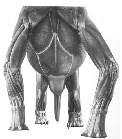 24. Dinosaur muscle reconstruction 