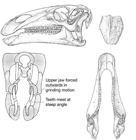 27. Iguanodon teeth and jaws 