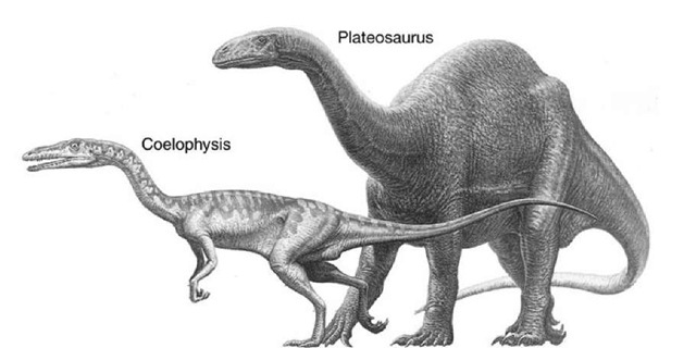 30. Triassic saurischian dinosaurs. The early theropod Coelophysis, and sauropodomorph Plateosaurus. 