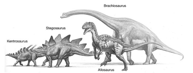 31. Jurassic ornithischian thyreophoraus: Kentrosaurus and Stegosaurus. The saurischian theropod Allosaurus and the sauropodomorph Brachiosaurus. 