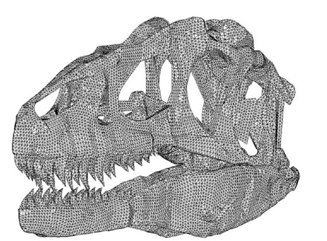38. Finite-element modelled image of an Allosaurus skull derived from a CT scan 