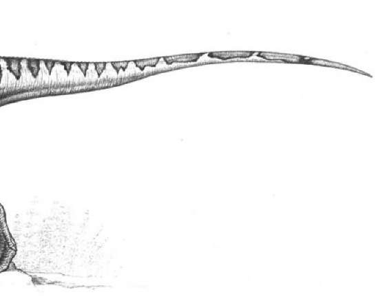 5. The meat-eating dinosaur Herrerasaurus 