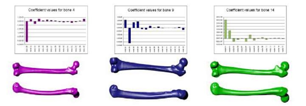 Correlation between coefficient value and geometry of the bone for three different femur bones (all pictures of bones are made in the same scale) 