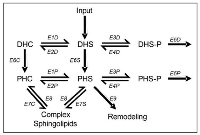 Reduced and simplified diagram of parts of the sphingolipid pathway involved in heat stress response. Abbreviations of metabolites are presented in Figure 3. Names of enzymes are not of relevance, but can be found in.14 E7C, E7S and E8 are collective representations for the interactions between the simple and complex sphingolipids. 