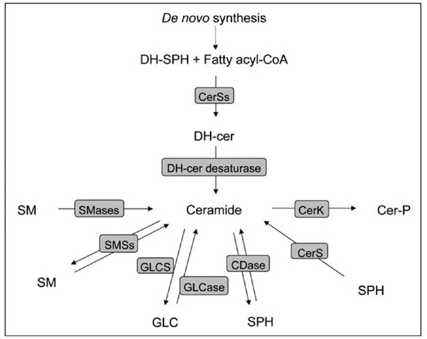 Schematic of ceramide metabolizing enzymes in mammalian cells. Represented are the reactions and the respective enzymes involved in the metabolism of ceramide. Some enzymes can catalyze a reaction both in forward and reverse mode (i.e. SMSs and CDase). DH-cer: dihydroceramide; DH-SPH, dihydrosphingosine; SM: sphingomyelin; GLC: glucosylceramide; SPH: sphingosine; Cer-P: ceramide phosphate; CerSs: ceramide synthases; SMases: sphingomyelinase; SMSs: sphingomyelin synthases; GLCS: glucosylceramide synthase; GLCase: glucosylceramidase; CDase: ceramidase; CerK: ceramide kinase.