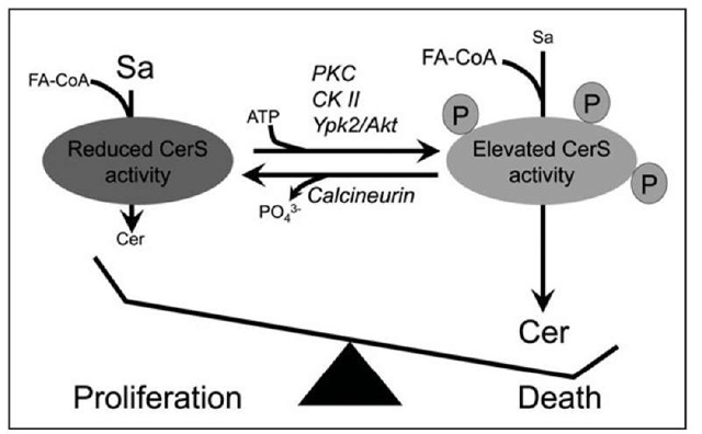  A putative role for CerS in regulating cell death. There have been suggestions that CerS can be phosphorylated (see text). Phosphorylation could occur via PKC (protein kinase C), CK II (casein kinase 2) or Ypk2 (or its mammalian orthologs, SGK and/or Akt/PKB) resulting in activated CerS and generation of pro-apoptotic Cer. Calcineurin could act in the opposite manner, by dephosphorylating CerS. The phosphates shown on the CerS are for illustration purposes only since there are currently no reports on CerS phosphorylation sites. 