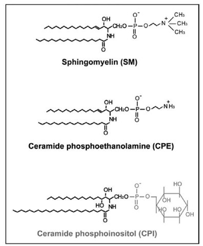Schematic of the biochemical structures of SM, CPE and CPI. In black is represented the basic ceramide module common to the three molecules and in color is represented each specific head-group. The ceramide module of CPI is more often characterized by long and very long chain fatty acid and the presence of an hydroxy group in position 4 of the sphingoid backbone. 