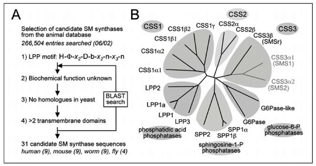 Selection and phylogenetic analysis of candidate SM synthases. A) Animal entries in SwissProt/TrEMBL were searched for the presence of a sequence motif shared by LPPs and Aur1 p proteins and then further selected on the basis of three additional criteria, as indicated. B) Phylogenetic tree of human candidate SM synthases (CSS) and previously characterized members of the human LPP superfamily. 