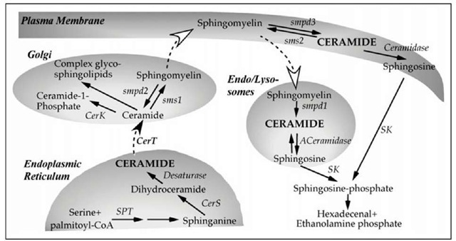 Metabolic pathways responsible for ceramide synthesis and degradation. The pools of ceramide involved in cellular response to stress are depicted in capital letters. Name of the enzymes are in plain italic. The names of relevant subcellular organelles are shown in bold italic. Black solid arrows are used to depict metabolic conversions. Black dashed arrow indicates protein-mediated transfer. White dashed arrow indicates vesicular transport. Abbreviations: SPT: Serine Palmitoyltransferase; Cers: Ceramide synthases; CerT: ceramide transfer protein. SMS1 & 2: sphingomyelin synthase 1 & 2; smpd1: Acid Sphingomyelinase, smpd2: Neutral sphingomyelinase1, smpd3: Neutral sphingomyelinase 2. CerK1, Ceramide Kinase1; SK: sphingosine Kinase. ACeramidase: Acid Ceramidase. 