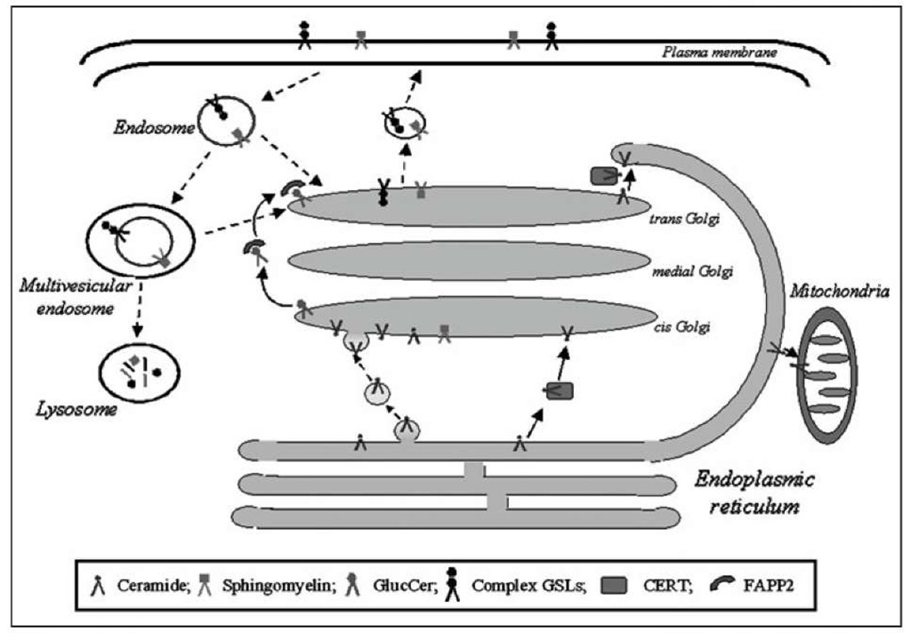 Mechanisms of intermembrane sphingolipid transport. Sphingolipids can move between different cellular membranes via protein-mediated (solid lines) and vesicle-mediated (dotted lines) trafficking routes.  