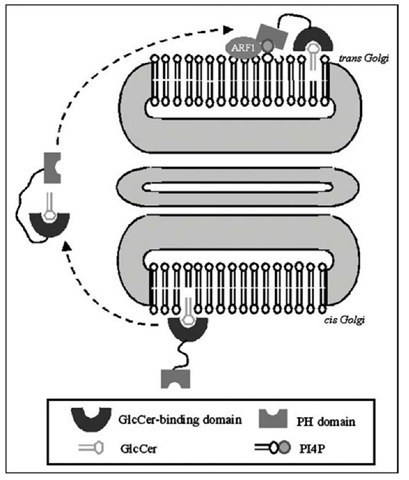 Proposed role of FAPP2 in the transport of GlcCer. According to the actual view, FAPP2 mediates GlcCer transport between cis- and trans-Golgi cisternae. 