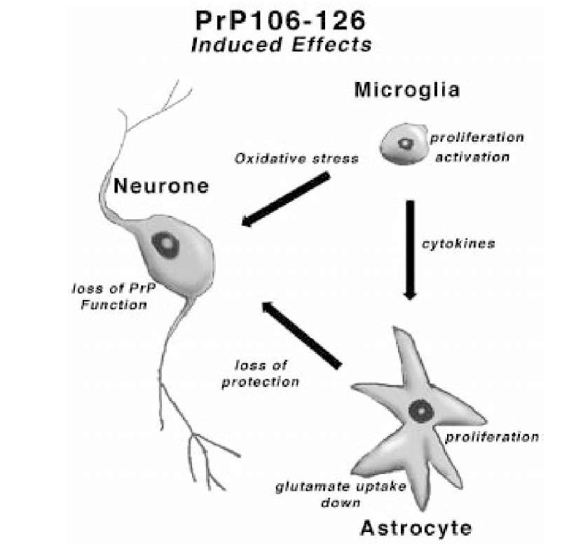 Summary figure showing the details of the theoretical toxic mechanism of PrP106-126 to neurons, as described in the text. 