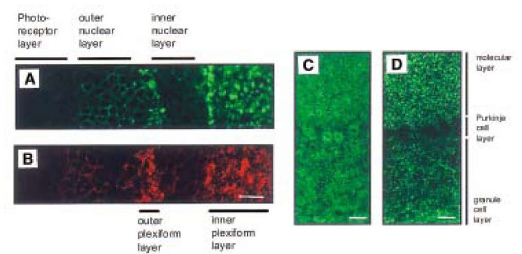 Synaptic expression pattern of PrPC in PrPC-overexpressing transgenic mice. Laser scanning confocal images of PrPc expression in the retina and cerebellar cortex of PrPC-overexpressing mice. Expression of PrPC (A) and synaptophysin (B) in Tg20 retina. PrPC is strongly expressed in the inner and outer plexiform layer, similar to synaptophysin. PrPC expression in Tg35 (C) and Tg20 (D) cerebellar cortex. Strong PrPC expression was observed in the molecular and granule cell layers in both transgenic mouse lines. However PrPC expression in Purkinje cells was only observed in Tg35 (C). 