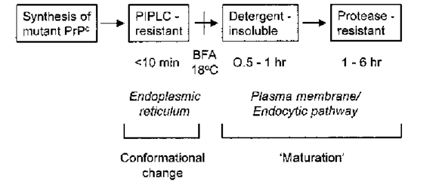  A scheme for transformation of mutant PrPs to a PrPSc state. Mutant PrPs are initially synthesized in the PrPC state, and acquire PrPSc properties in a stepwise fashion as they traverse different cellular compartments. PIPLC-resistance, which develops in the ER, reflects folding of the polypeptide chain into the PrPSc conformation. Detergent-insolubility and protease-resistance, which develop upon arrival at the plasma membrane or along an endocytic pathway, result from intermolecular aggregation ("maturation"). The times given underneath the boxes indicate when after pulse-labeling the corresponding property is detected. Addition of brefeldin A (BFA) to cells or incubation at 18°C, treatments which block movement of proteins beyond the Golgi apparatus, inhibit acquisition of detergent-insolubility and protease-resistance but not PIPLC-resistance. 