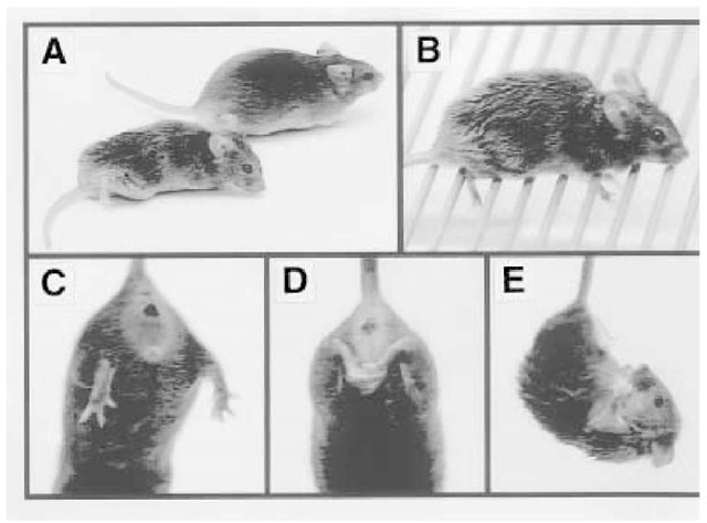  (A) Neurological symptoms in Tg(PG14) mice. (A) Tg(PG14-A3)/Prn-p0/0 mouse at 84 days of age (left), and Tg(WT-E1)/Prn-p0/0 mouse at 89 days of age. Note the ataxic posture of the PG14 mouse with hind limbs extended, the hunchback orientation of the body, and the ruffled appearance of the coat. (B) The Tg(PG14-A1) founder at 319 days of age is completely incapable of ambulating on a metal grill. Normal mice walk easily on the grill and rarely let their feet slip through the bars. (C) When suspended by its tail, a Tg(WT) mouse, like a nontransgenic mouse, splays its hind limbs apart. (D) In contrast, the Tg(PG14-A3) founder at 324 days of age tightly clasps its hind limbs together. (E) At 84 days of age, a Tg(PG14-A3)/Prn-p0/0 mouse suspended by its tail assumes a flexed posture, attempting to clasp all four limbs together. 
