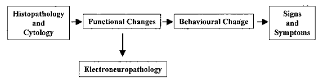 Electroneuropathology. Application of electrophysiological techniques to study diseased or behaviorally abnormal neuronal tissues. 