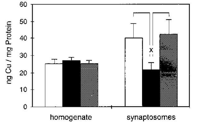 Copper concentration in synaptosomes correlates with PrPC expression. The copper concentrations in whole-brain homogenates and synaptosomal fractions from wild-type (open columns), Prnp0/0 (black columns), and Tg20 (gray columns) mice were studied by atomic absorption spectroscopy. Shown are the mean and SE of the arithmetic mean of 3-7 preparations from each of five brains of age-matched (2 ± 0.4 mo) female animals of various lines. The copper concentration related to protein concentration in whole-brain homogenates shows no significant differences among wild-type, Prnp0/0 and Tg20 mice, but the synaptosomal fraction shows a significant reduction of copper in Prnp0/0 mice compared to wildtype and Tg20 mice (p = 0.03; t-test). 