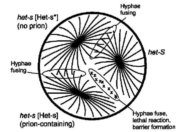  [Het-s] is a prion necessary for heterokaryon incompatibility, a normal fungal function. Two colonies of the filamentous fungus Podospora will fuse to form heterokaryons when their hyphae meet, if they are genetically identical at 9 chromosomal loci, called het loci. Heterokaryon incompatibility results from different alleles at any of these loci, and the colonies do not fuse. One such locus, called het-s, with alleles het-s and het-S, produces heterokaryon incompability, only if the protein product of the het-s allele is in a prion form (8). [Het-s*] denotes the absence of [Het-s]. 