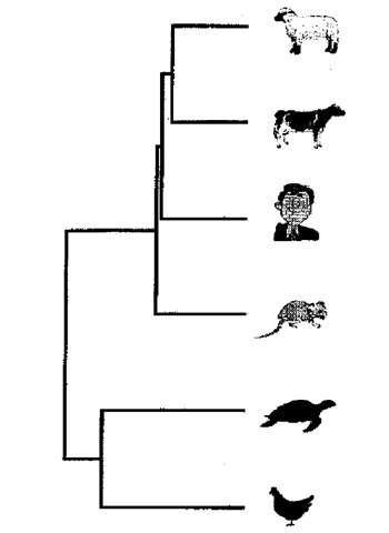 Alignment of the sheep, cattle, human, mouse, turtle and chicken prion amino acid sequences showing the overall conservation of sequence and split between the mammalian and reptilian/avian sequences. 