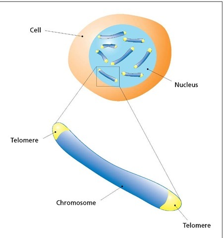 Telomeres. A telomere is a simple DNA sequence, located at the tips of each chromosome, that is repeated many times. Telomeres are not genes, but they are needed for the proper duplication of the chromosomes in dividing cells. 