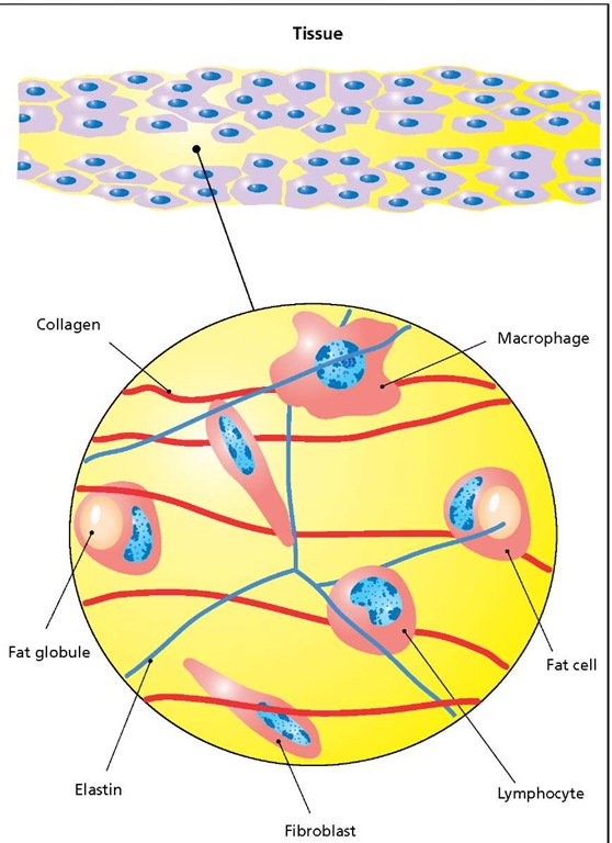 Connective tissue. All of the body's cells are embedded in connective tissue (colored yellow at the top in a sample of soft, loose tissue). A portion of the connective tissue is shown magnified at the bottom. This tissue consists of collagen fibers, elastin, and three principal cell types: fibroblasts, fat cells, and cells of the immune system (macrophages and lymphocytes). 