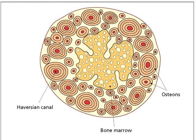 Bone structure. Compact or dense bone is constructed from long tubular structures called osteons that are built up in concentric rings. The center of each osteon, called the Haversian canal, contains blood vessels that supply the bone with oxygen and nourishment. The central portion of the bone is porous and is called trabecular bone or, more commonly, bone marrow. 