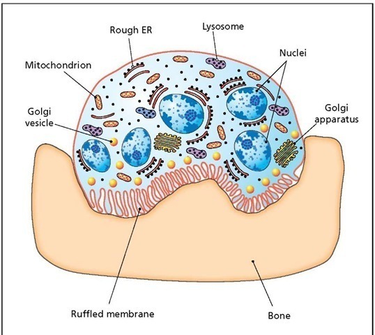 Osteoclast. The repair and remodeling of bone begins when osteoclasts dissolve away an area of bone by secreting acids and hydrolases, all along their ruffled membrane. Osteoclasts can bore deep into the bone, often forming long tunnels. Once the bone has been removed, osteoblasts move in to repair the area by secreting a new bone matrix. 