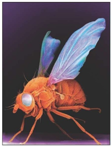 Scanning electron micrograph (SEM) of the fruit fly (Drosophila melanogaster). This little insect is about 3mm long, is commonly found around spoiled fruit, and is an example of a very short-lived animal. It is also much studied by gerontol-ogists and geneticists around the world. Mutant flies, with defects in any of several thousand genes are available, and the entire genome has been sequenced. 