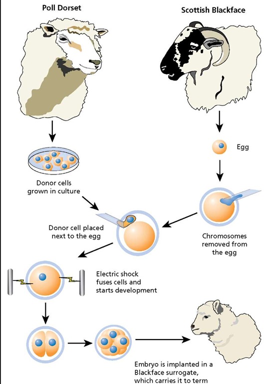 Cloning sheep. The Poll Dorset provides the nucleus, which is obtained from cultured ovine mammary gland epithelial (OME) cells. The blackface provides the egg, which is subsequently enucleated. If the cloning process is successful, the clone will look like a Poll Dorset. 