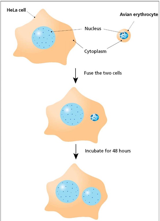 Cell Fusion. A HeLa cell was fused with an avian erythrocyte and allowed to incubate for 48 hours. Molecules in the HeLa cell cytoplasm induced a dramatic change in the erythrocyte nucleus, which included an increase in size, a decrease in the amount of condensed chromatin, and a reactivation of transcriptional activity. 