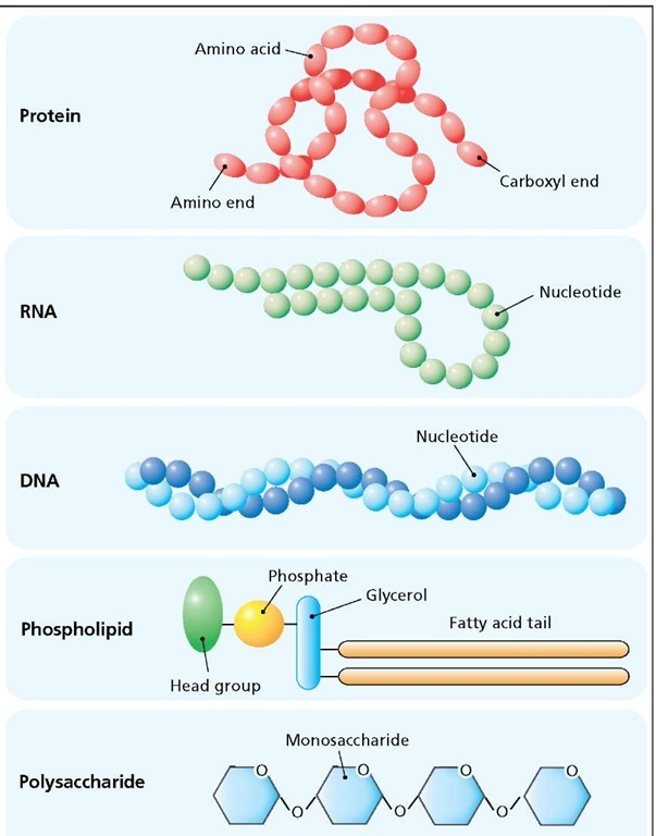 Macromolecules of the cell. Protein is made from amino acids linked together to form a long chain that can fold up into a three-dimensional structure. RNA and DNA are long chains of nucleotides. RNA is generally single-stranded, but can form localized double-stranded regions. DNA is a double-stranded helix, with one strand coiling around the other. A phospholipid is composed of a hydrophilic head-group, a phosphate, a glycerol molecule and two hydrophobic fatty acid tails. Polysaccharides are sugar polymers. 