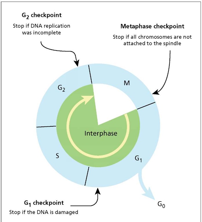 The cell cycle. Many cells spend their time cycling between interphase and M phase (cell division by mitosis or meiosis). Interphase is divided into three subphases: Gap 1(G1), S phase (DNA synthesis), and Gap 2 (G2). Cells may exit the cycle by entering G0. The cell cycle is equipped with three checkpoints to ensure the daughter cells are identical and that there is no genetic damage. The yellow arrow indicates the direction of the cycle. 