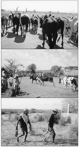 Tandroy cattle, southern Madagascar. Top: on the move; middle: entering a mortuary ceremony; bottom: transformed into meat after sacrifice during mortuary rites.
