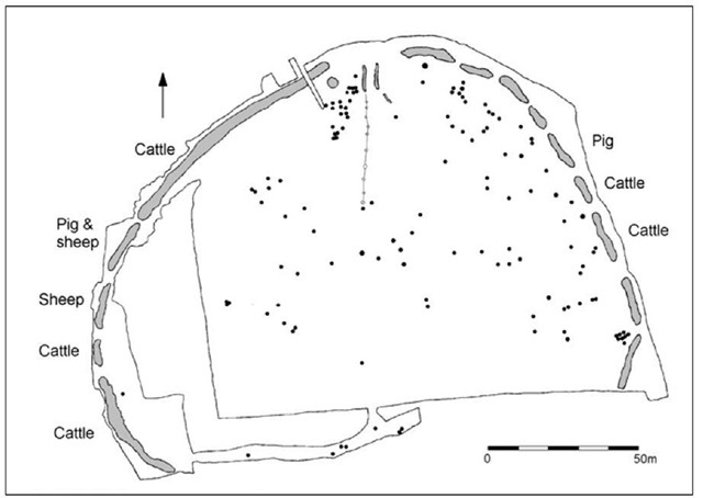 Outline trends in the dominant depositions of animal bone in the phase IA ditch segments at Etton.The ditch segments are numbered 1-14 clockwise from the lower left. 