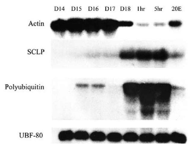 The ISMs begin to atrophy on day 15 of pupal-adult development and then initiate programmed cell death coincident with adult eclosion late on day 18. By 5 hours post-eclosion, the muscles have lost significant mass and physiological function. Most genes are constitutively expressed, like the ubiquitin fusion 80 (UBF-80) gene, which plays a role in ribosome biogenesis. While most genes are constitutively expressed within the ISMs, independent of developmental stage, a small number are induced or repressed with the commitment to die. Actin mRNA goes from being one of the most abundant transcripts within the ISMs prior to eclosion to all but disappearing in the dying cells. Conversely, Small Cytoplasmic Leucine Rich Repeat Protein (SCLP) is almost undetectable in the muscles prior to day 18 and is then dramatically induced with the commitment to die. Polyubiquitin is transiently induced on day 15, coincident with the onset of atrophy, and is then expressed at very high levels on day 18. All of the death-associated changes in transcript abundance can be prevented with injection of 25 ng of 20-hydroxyecdysone (20E) on day 17. D, day of pupal-adult development; h, hours post-eclosion; 20E, 20-hydroxyecdysone. 