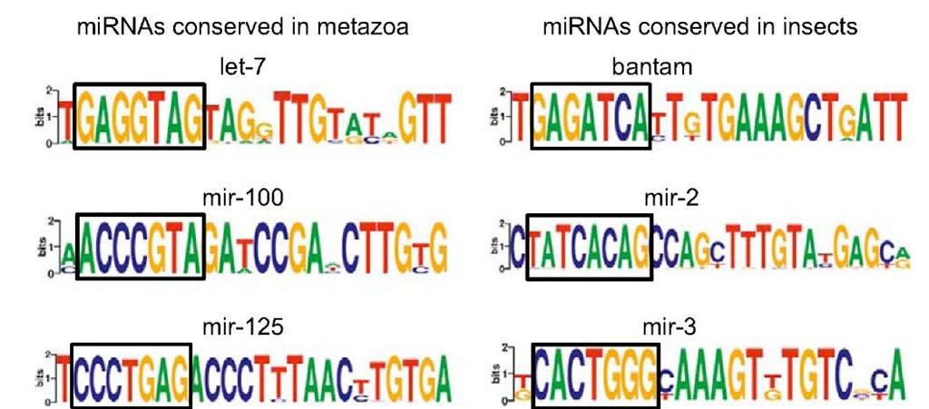 Conservation of miRNA genes on the region corresponding to mature miRNAs in metazoan and insects. The sequence logo is constructed based on the alignment of various miRNA sequences representing the level of nucleotide conservation in each position. The squares indicate the canonical seed regions located at nucleotides 2-8. 