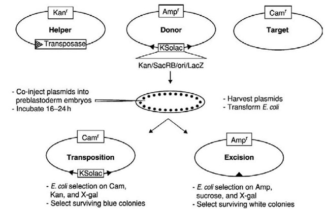 Plasmid-based transposable element mobility assays. A mixture of three plasmids is co-injected into preblastoderm embryos to ensure incorporation into nuclei. After approximately 24 hours, the plasmids are extracted from the embryos and introduced into E. coli. Transient expression of the transposase gene on the helper plasmid in the developing embryos results in the production of functional transposase. If the transposase catalyzes excision and transposition of the element, excision will result in the loss of element-specific markers on the donor plasmid. In the example shown, sucrose sensitivity, p-galactosidase activity, and kanamycin resistance are lost, and others could be used. Transposition results in the target plasmid acquiring all of the element-specific markers. In this example, the target plasmid is from a Gram-positive bacteria and is incapable of replicating in E. coli unless it acquires the origin of replication present on the element. Assays can be completed in 3 days, and rates of movement of 0.001% or greater are routinely detectable. 