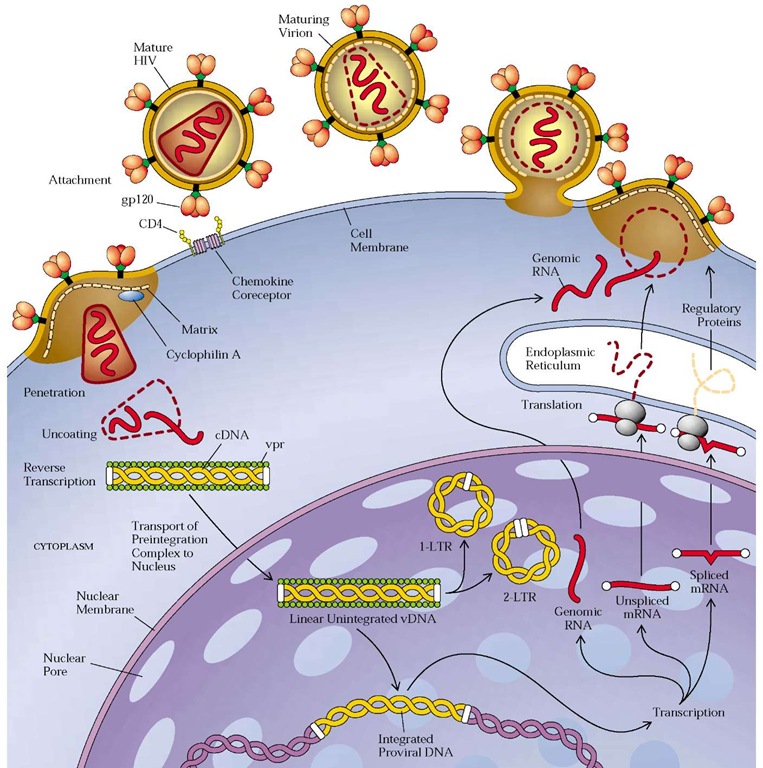  Illustrated is the replication cycle of HIV-1. The virus must first attach to the CD4 receptor and chemokine coreceptor on the cell surface [see Figure 2]. After fusion of the viral envelope with the plasma membrane of the target cell, the nucleocapsid undergoes uncoating, which is facilitated by the presence of cyclophilin A. The viral RNA genome is reverse-transcribed to double-stranded viral DNA (vDNA), which enters the nucleus as a preintegration complex that contains vpr protein and integrase. Only linear vDNA is capable of integrating randomly into the host chromosome; other forms of partially transcribed linear vDNA fragments and 1-long-terminal repeat (LTR) and 2-LTR circularized, episomal vDNA are not capable of integration. The integrated linear vDNA (now termed the provirus) serves as the template for viral transcription. Transcription of the proviral DNA template yields genomic viral RNA, and alternative messenger RNA (mRNA) splicing creates spliced viral mRNA species that encode the viral accessory proteins and the unspliced viral mRNA species that encode the viral structural polyproteins [see Table 2]. All of the transcripts are exported to the cytoplasm, where translation processing and assembly begins to occur in the endoplasmic reticulum and Golgi complex. The viral polypeptides, protease, viral RNA, and other constituents of the viral core condense at areas of the plasma membrane that have already accumulated viral envelope proteins (gp120/gp41). Budding of the virion ensues, and the immature virion nucleocapsid core undergoes further proteolytic maturation in the extracellular milieu.