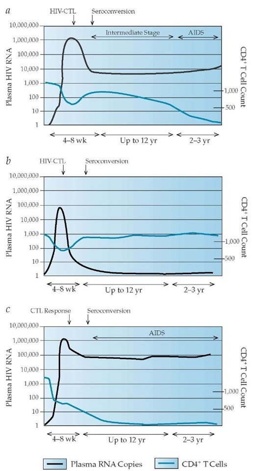 Differing patterns of HIV-1 RNA and CD4+ T cell levels correlate with different patterns of HIV disease progression. During acute HIV infection, plasma RNA levels rise sharply until the cytotoxic T cell (CTL) response to HIV develops; RNA levels then fall and stabilize at the viral set point. (a) Typical progression is marked by the death of many CD4+ T cells, a fair HIV-CTL response, and fair HIV control. (b) Long-term nonprogression is marked by some CD4+ T cell death, a good HIV-CTL response, and good HIV control. (c) Rapid progression is characterized by considerable CD4+ T cell death, a poor HIV-CTL response, and poor HIV control.