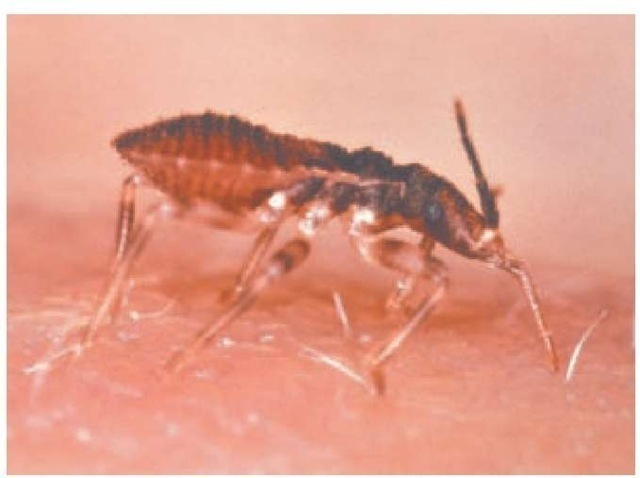 Triatoma infestans, commonly known as assassin bugs or kissing bugs, are vectors for Chagas disease.