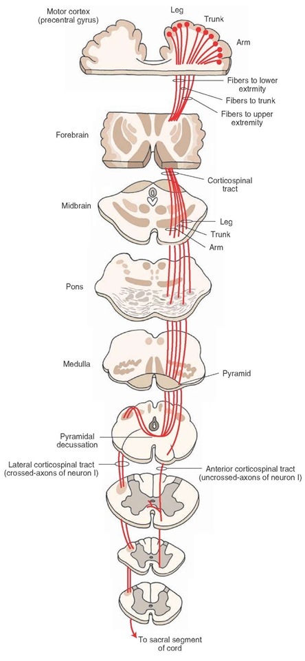 The corticospinal tract. This tract arises from the motor cortex (precentral gyrus), passes through the medullary pyramids, and terminates in the spinal cord. Note that a majority of corticospinal fibers cross to the contralateral side in the caudal medulla (pyramidal decussation) and descend as the lateral corticospinal tract and the remaining fibers descend ipsilaterally as anterior corticospinal tract. neuron I = first-order neuron. 